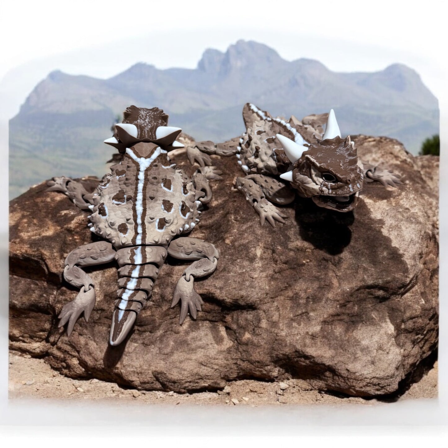 Texas Horned lizard - horny toad