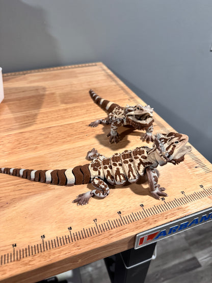 Bearded dragon - realistic