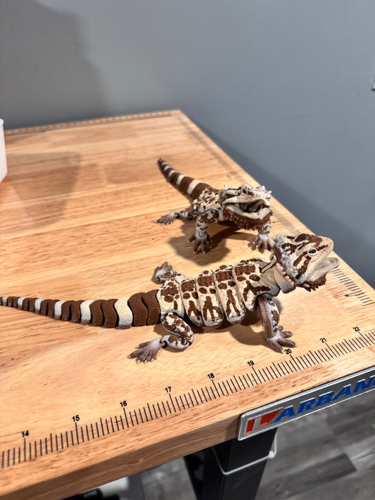 Bearded dragon - realistic